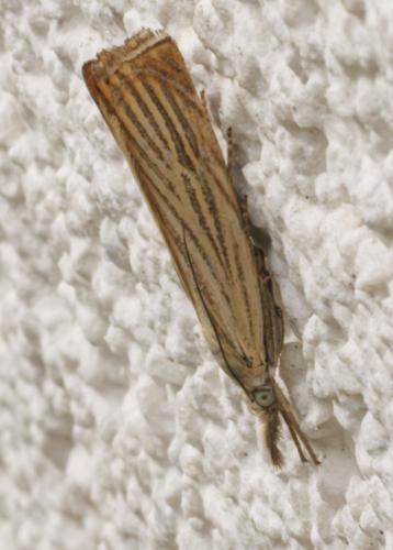 Réf. 344 641 : Chrysoteuchia culmella